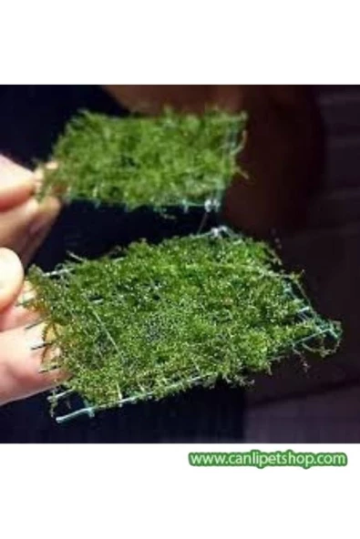 TROPİKAL Moss "java Moss" 3 Adet 5*5 Cm2 Yeni Sarım - Resim 3