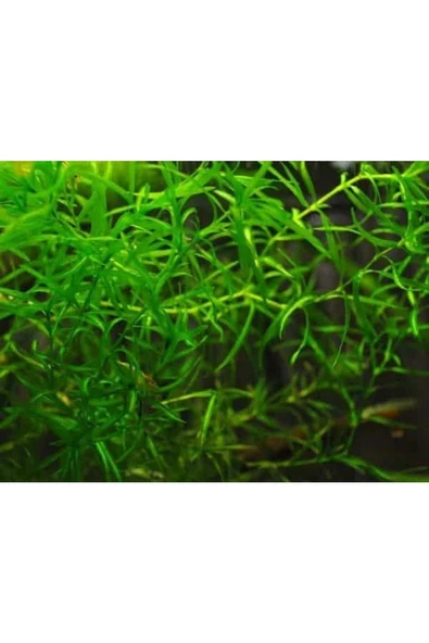BIO AQUATIC Lepistes Otu Guppy Grass 5 Adet Canlı Bitki ürün görseli 1
