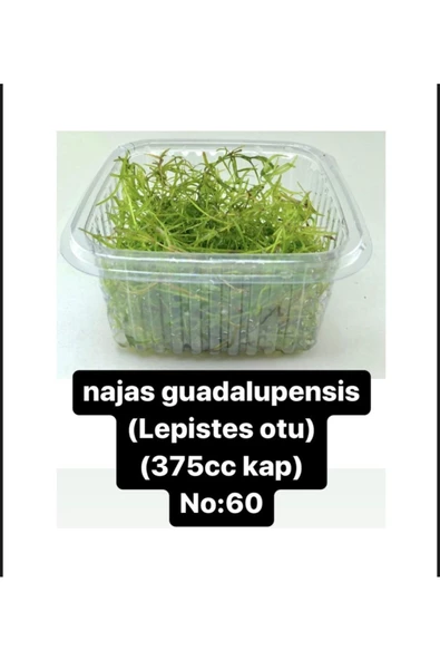Black Mountian Aquatic Akvaryum Bitkisi  1 Paket Canlı Lepistes Otu (375cc Kapta) ürün görseli 1