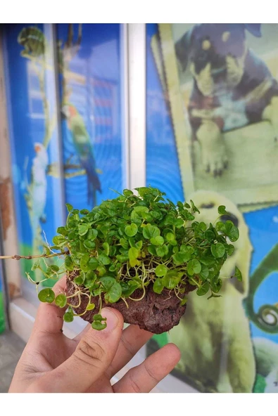 canlipetshop Dichondra Repens "kayaya Tutturulmuş" ürün görseli 1