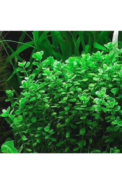EMAAVM Akvaryum Bitkisi Bacopa Monnieri 5 Dal ürün görseli 1