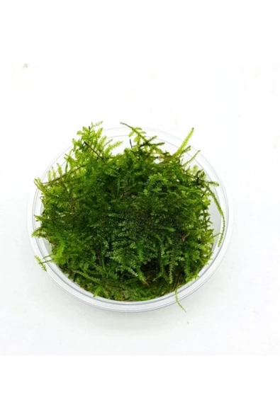 EMAAVM Akvaryum Bitkisi Christmas Moss Canlı Güzel Form Dolu Dolu 1 Cup ürün görseli 1