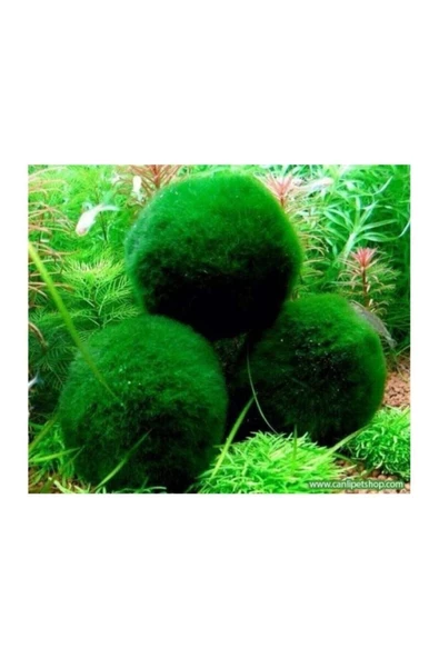 TROPİKAL Marimo Şans Yosun Topu (MOSS BALL) 1 Ad Çap 2 Cm ürün görseli 1