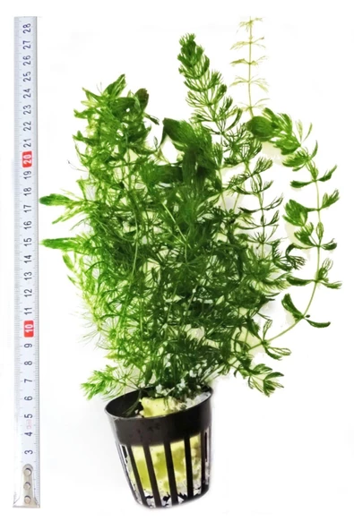 StorePGS Akvaryum Bitkisi (ceratophyllum Demersum) ürün görseli 1