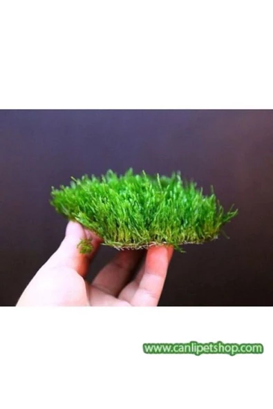 TROPİKAL Moss "java Moss" 3 Adet 5*5 Cm2 Yeni Sarım - Resim 2
