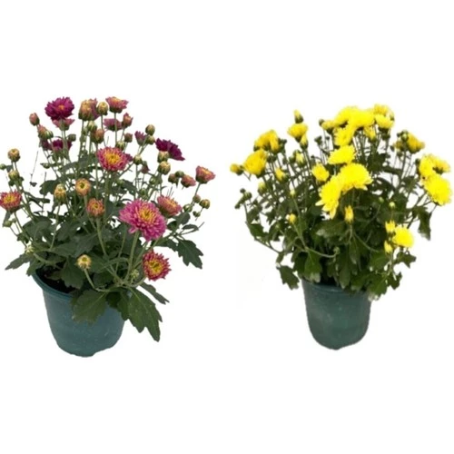 Kasımpatı Çiçeği 2 Adet 10-20 cm Chrysanthemum Flower ürün görseli 1