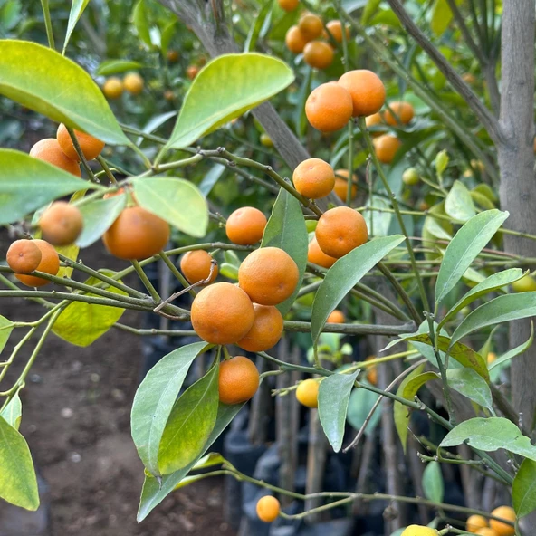 Bol Meyveli Mini Süs Mandalina (Yenilebilir) Fidanı, 130 Cm Üzeri Tüplü ve Aşılı ürün görseli 1