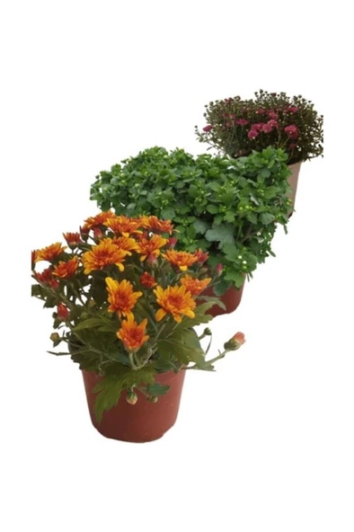 Chrysanthemum Flower Mix Set Kasımpatı Seti 3'lü 10-20 cm ürün görseli 1
