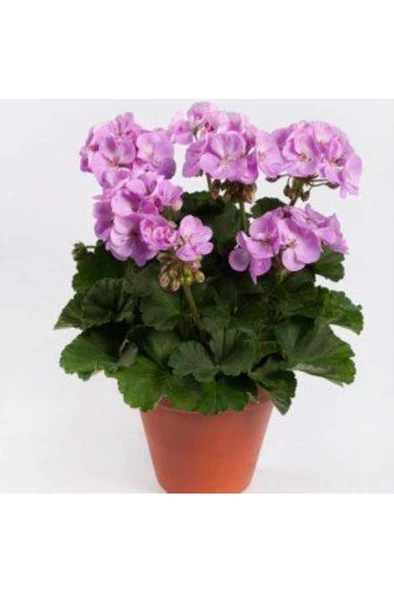 Potted Lilac Geranium Flower Lila Sardunya Çiçeği 10-20 Cm ürün görseli 1