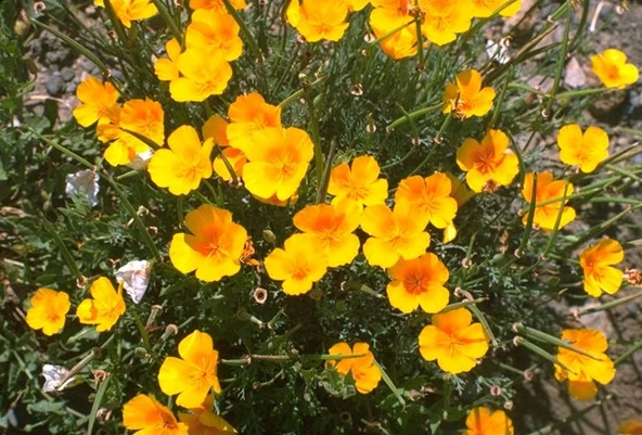 Sarı Bodur Kaliforniya Gelincik(Papaver) Çiçeği Tohumu(100 tohum) ürün görseli 1