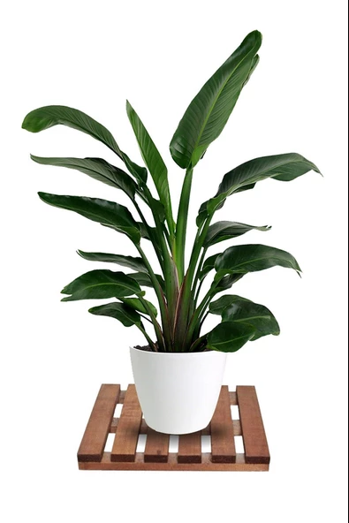 Tekerleksiz Ahşap Saksı Altlığı Damacana Tüp Saksı Sehpası 30x30 Cm ürün görseli 1