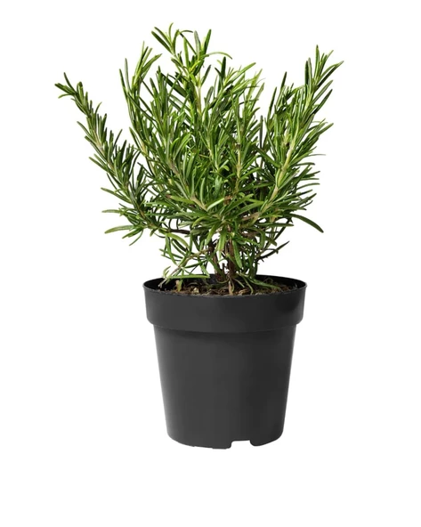 Biberiye Fide Fidanı 20-30 Cm 5 Adet Rosmarinus Officinalis ürün görseli 1
