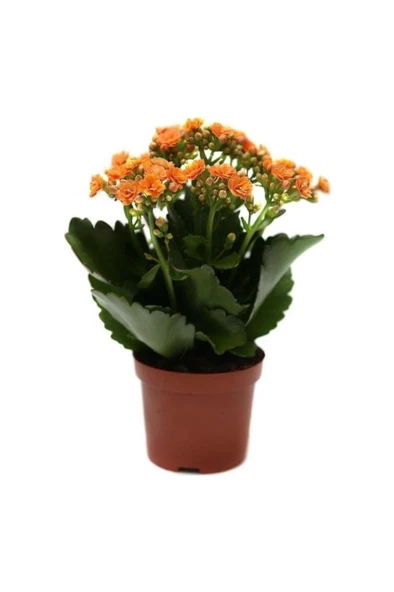 Emel Hanım Kardeş Kanı Çiçeği 10-20 cm Kalanşo Kalanchoe ürün görseli 1