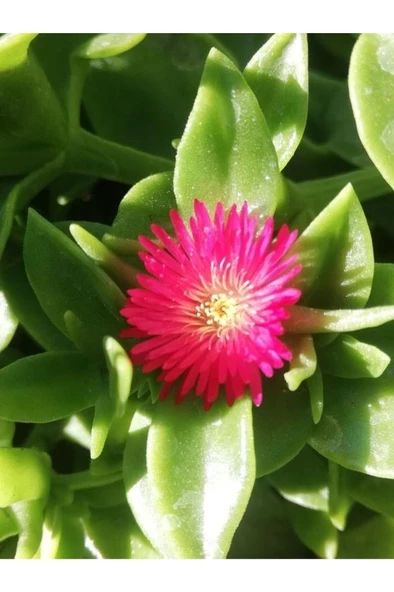 Buz Çiçeği Fidesi Fidanı Yer Örtücü Çok Yıllık Aptenia Cordifolia ürün görseli 1