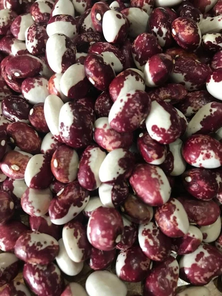 YERLİ AYŞE KADIN SIRIK FASULYE TOHUMU 500 GR (MOR BEYAZ) ürün görseli 1