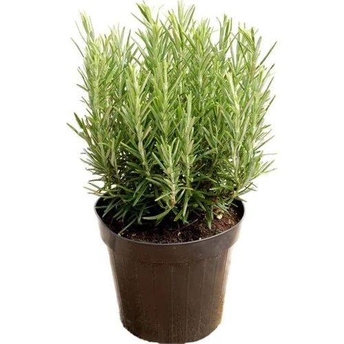 Jade Yeşili Biberiye Fide Fidanı 1 Adet 15-25 cm (Rosmarinus Officinalis) ürün görseli 1