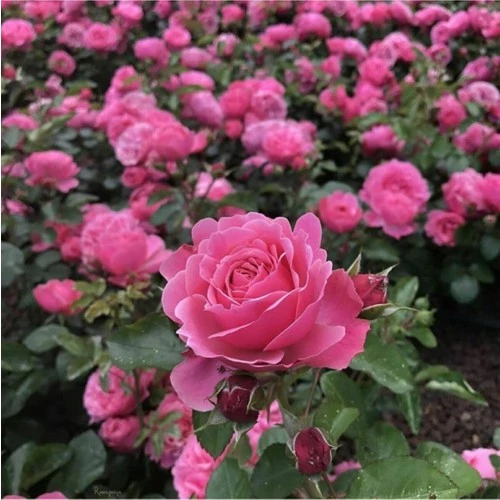 Kokulu Pembe Gül Fidanı 10-20 cm ürün görseli 1