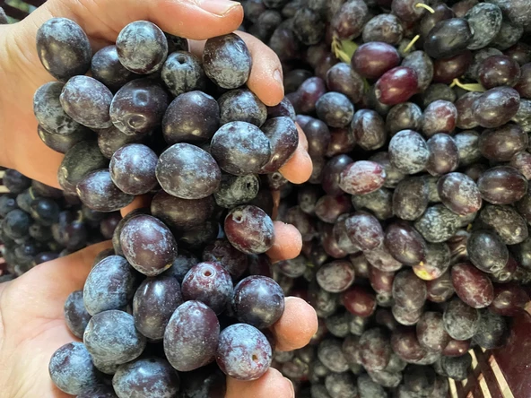 Selelik Ham Gemlik Tipi Ham Yeşil Zeytin ürün görseli 1