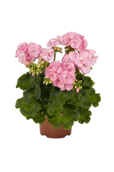 Sardunya Çiçeği Fidesi Pembe Renk 10-20 cm ürün görseli 1