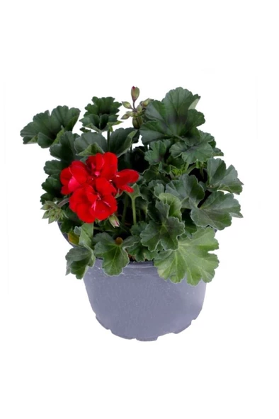 Sardunya Çiçeği Saksı'da Pelargonium Kırmızı Renk 10-20 cm ürün görseli 1