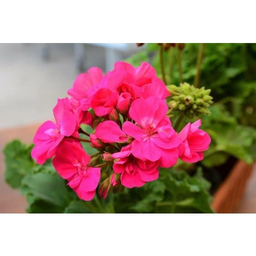 Sardunya Çiçeği Fidanı Açık Fuşya 10-20 cm ürün görseli 1