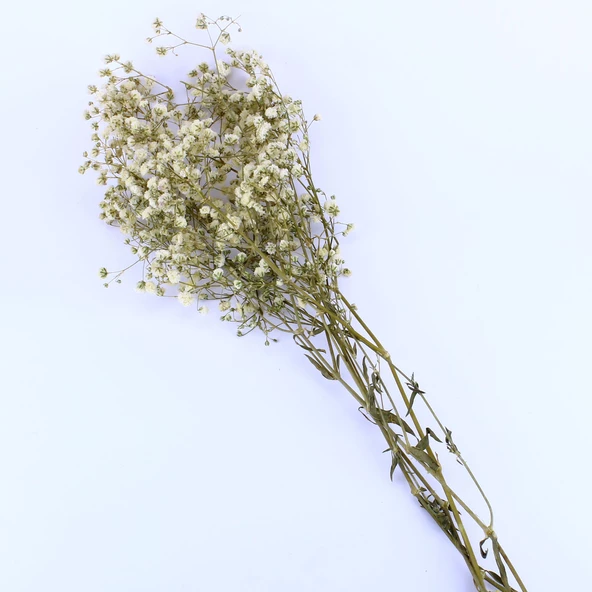 Kuru Çiçek Doğal Kurutulmuş Çiçek Doğal Cipso 40 CM 20 GR  Natural ürün görseli 1