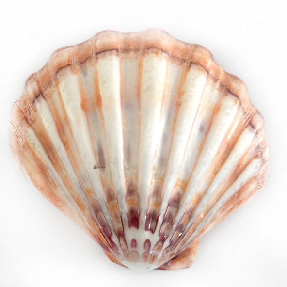 Lyropecten Polıshed 6 İNÇ Unpaır Turuncu ürün görseli 1