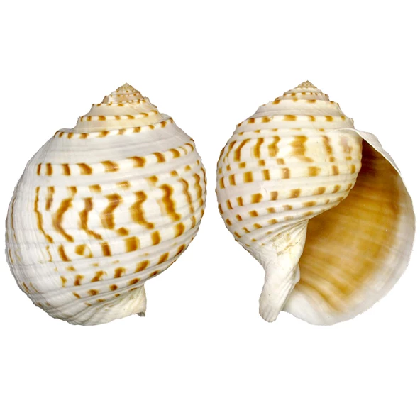 Tuna Tessellata  10-13 CM ürün görseli 1