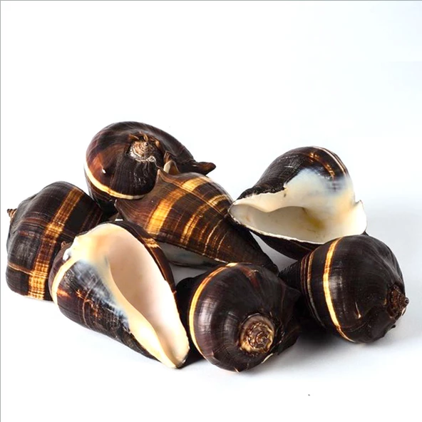 Fiber Conch ürün görseli 1