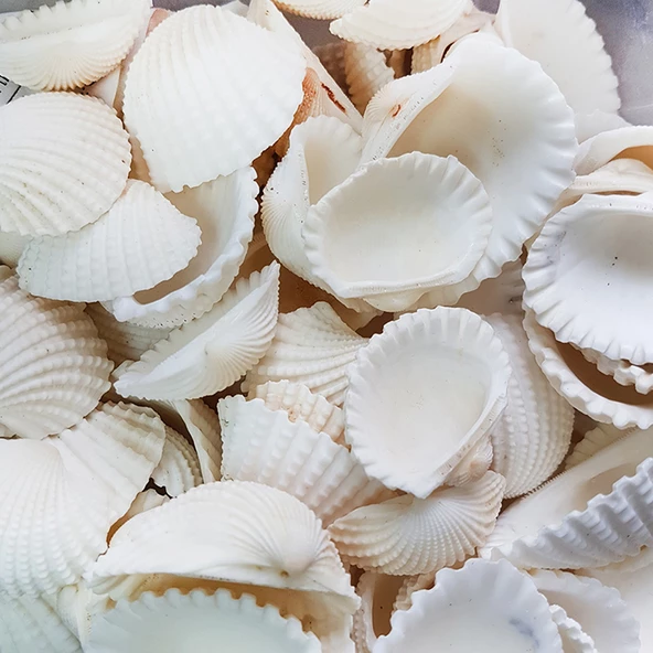 Anadara Granosa Kiloluk Deniz Kabuğu (1 KG) ürün görseli 1