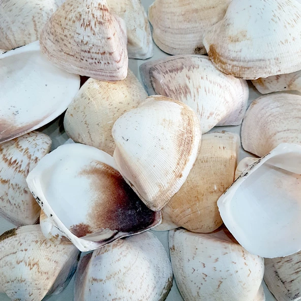 Giant Shells Brown Kiloluk Deniz Kabuğu (1 KG) ürün görseli 1