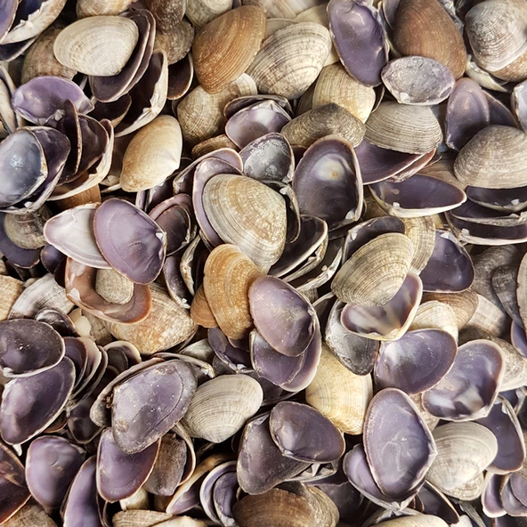 Cay-Cay Purple Kiloluk Deniz Kabuğu (1 KG) ürün görseli 1