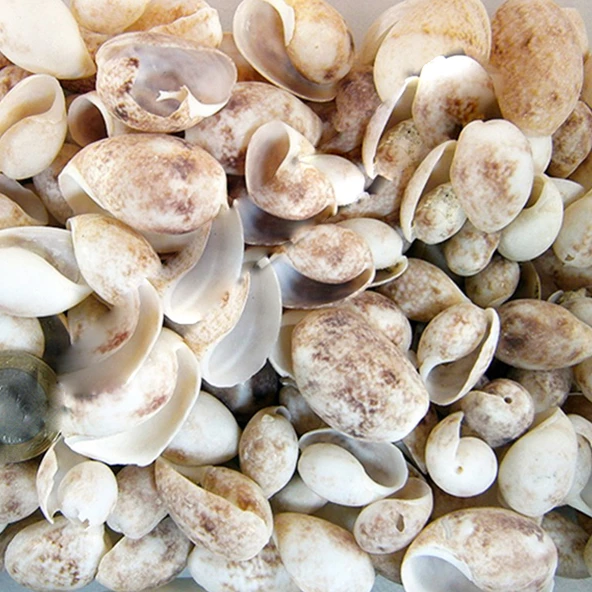 Bulla Ampula Kiloluk Deniz Kabuğu (1 KG) ürün görseli 1
