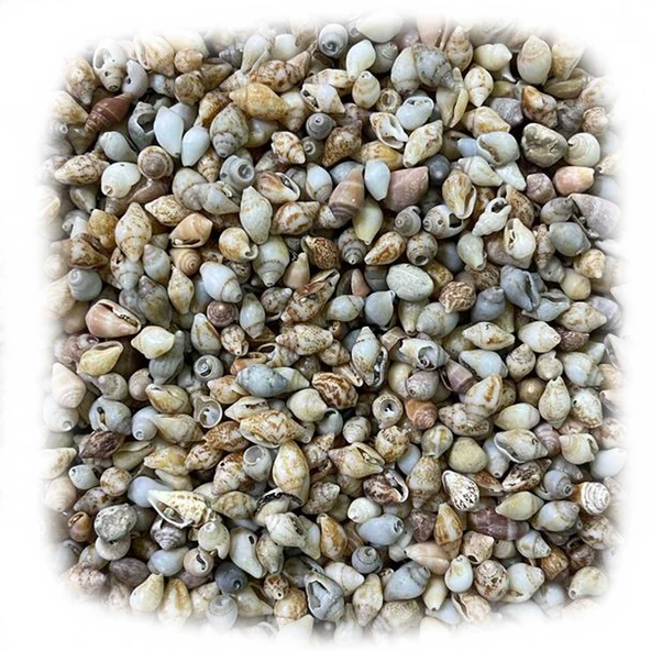 Nassa Shell Kiloluk Deniz Kabuğu (1 KG) Yerli ürün görseli 1