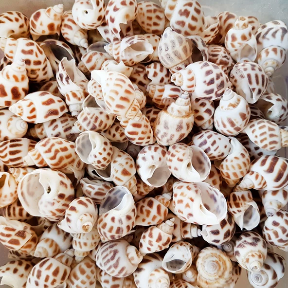 Babylonia Areolata Kiloluk Deniz Kabuğu (1 KG) ürün görseli 1