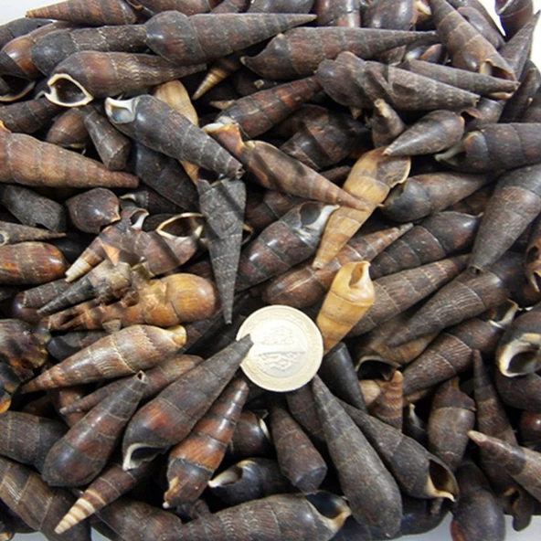 Black Terebra Kiloluk Deniz Kabuğu (1 KG) ürün görseli 1