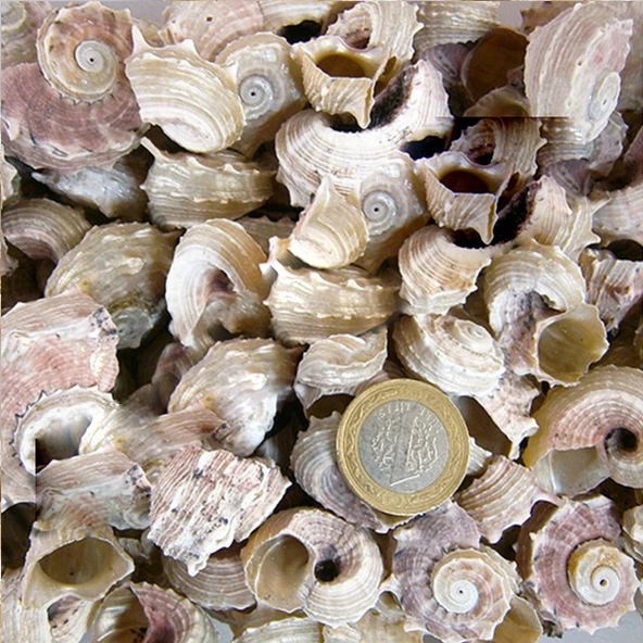 Angarıa Delpenola Kiloluk Deniz Kabuğu (1 KG) ürün görseli 1