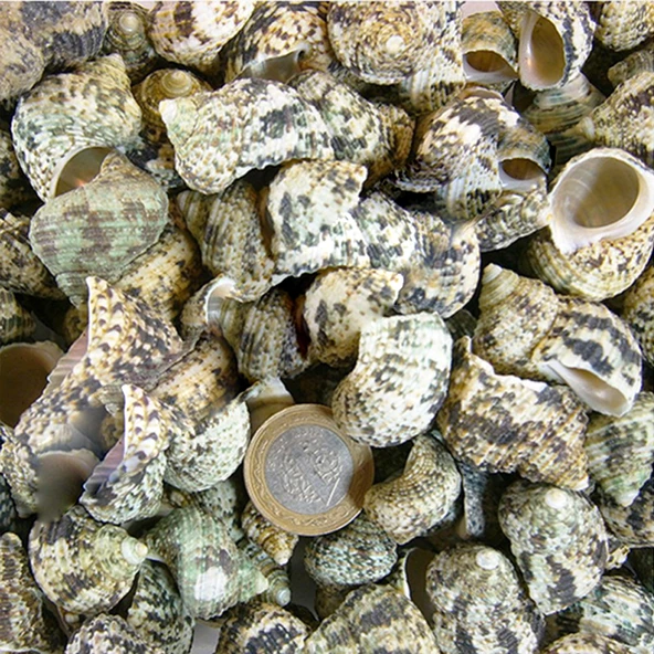 Bruneus Kiloluk Deniz Kabuğu (1 KG) ürün görseli 1