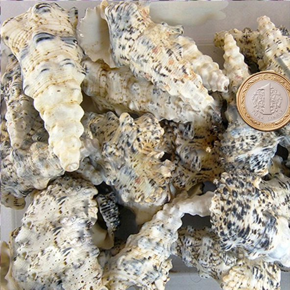 Cerıthıum Nodulosum Kiloluk Deniz Kabuğu (1 KG) ürün görseli 1
