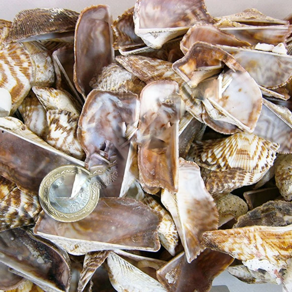 Orca Orca Kiloluk Deniz Kabuğu (1 KG) ürün görseli 1