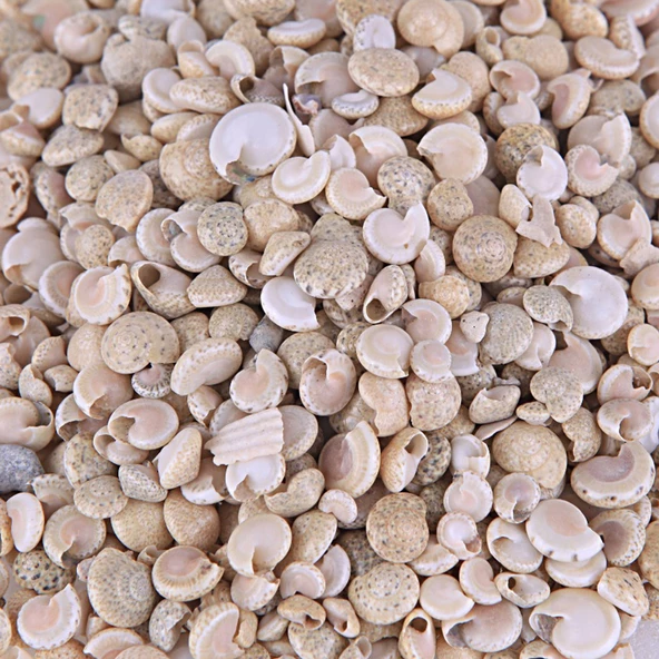 Umbinium Beyaz Kiloluk Deniz Kabuğu (1 KG) ürün görseli 1