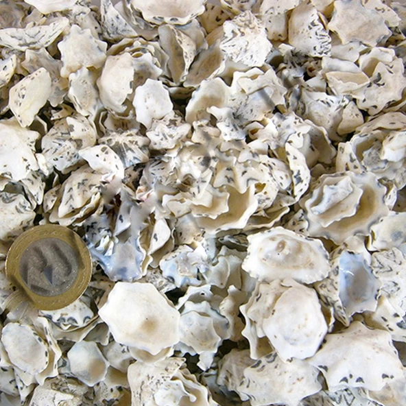 Star Limpet Kiloluk Deniz Kabuğu (1 KG) ürün görseli 1
