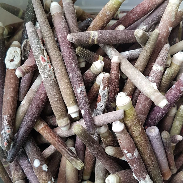 Kiloluk Deniz Kabuğu Kestane Dikeni (1 KG) ürün görseli 1