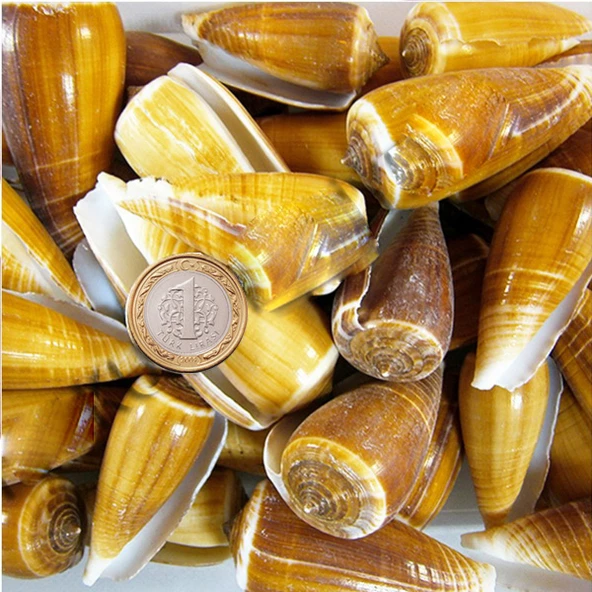Conus Magus Kiloluk Deniz Kabuğu (1 KG) ürün görseli 1