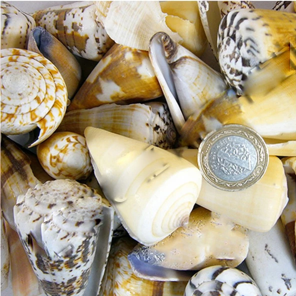 Conus Mıxed Kiloluk Deniz Kabuğu (1 KG) ürün görseli 1
