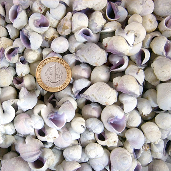 Cebu Beauty Kiloluk Deniz Kabuğu (1 KG) ürün görseli 1