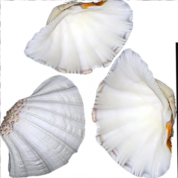 Chına Clam Kiloluk Deniz Kabuğu (1 KG) ürün görseli 1