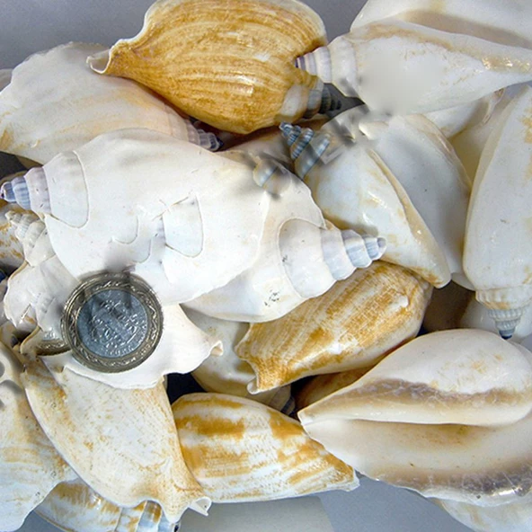 Strombus Epidormis Kiloluk Deniz Kabuğu (1 KG) ürün görseli 1