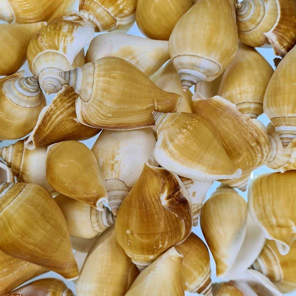 Strombus Canarium Kiloluk Deniz Kabuğu (1 KG) ürün görseli 1