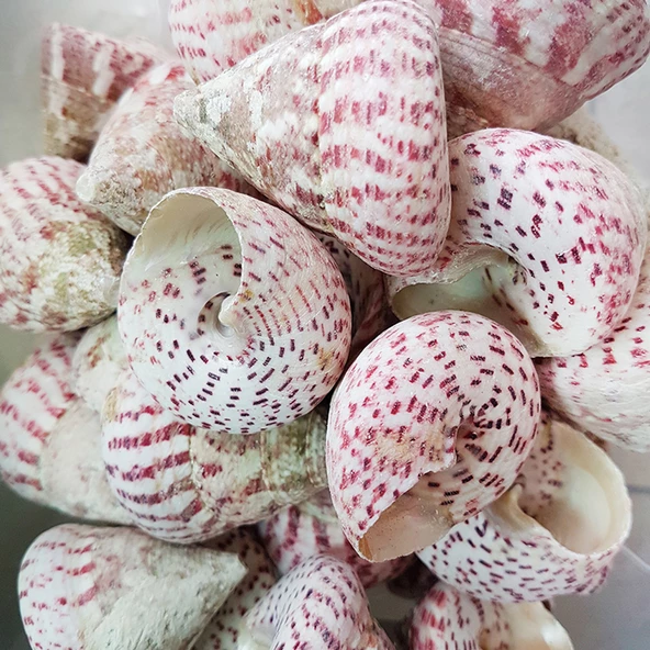 Troca Strawberry Kiloluk Deniz Kabuğu (1 KG) ürün görseli 1